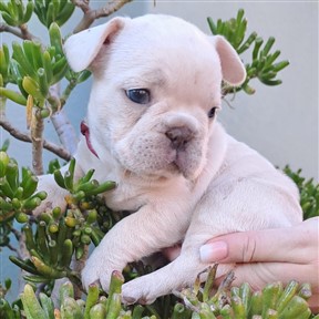 french-bulldog-9